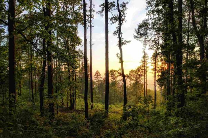La COP28 considera la madera como una de las soluciones en la acción por el clima 