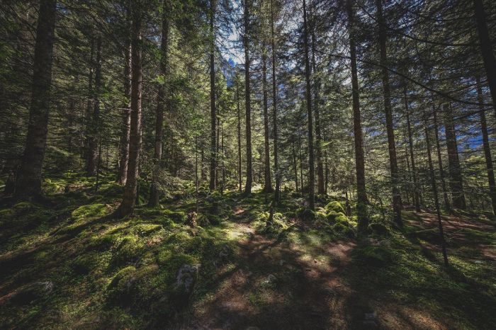 Los bosques influyen directamente en nuestra salud